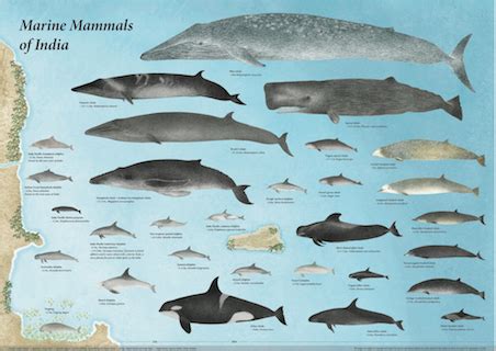 Taxonomical List | Marine Mammal