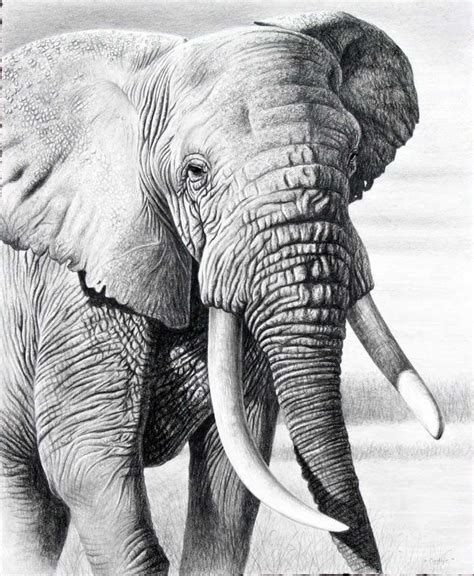 25 Beautiful and Realistic Animal Drawings around the world | Pencil ...