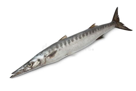 2,857 Barracuda Fish Stock Photos - Free & Royalty-Free Stock Photos ...