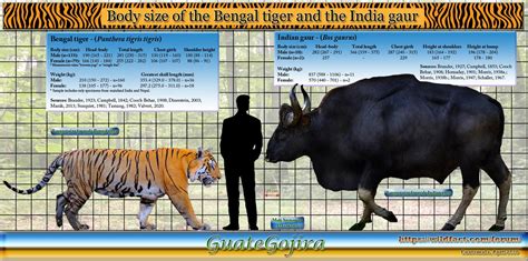 Tiger Predation on Adult Gaur/Wild Water Buffalo and other Bovids ...