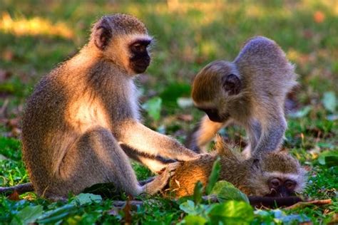 African Wildlife: Vervet Monkey Facts