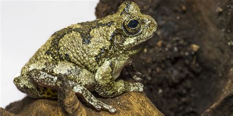 Gray tree frog | Smithsonian's National Zoo