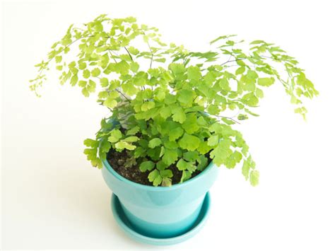 Maidenhair Fern - Care, Growing, Watering, Requirements, Propagation ...