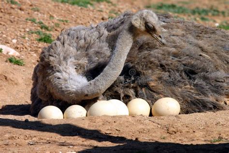 1,829 Ostrich Eggs Stock Photos - Free & Royalty-Free Stock Photos from ...