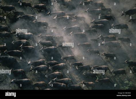 AFRICAN BUFFALO herd Stock Photo - Alamy