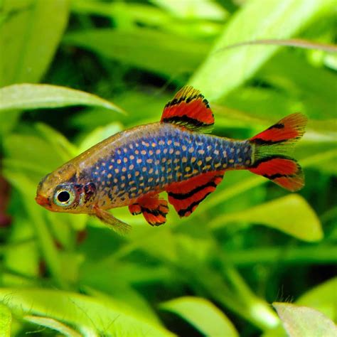 Celestial Pearl Danio Galaxy Rasbora