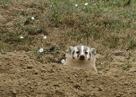 About American Badger - Behavior, Diet, Characteristics, & Facts