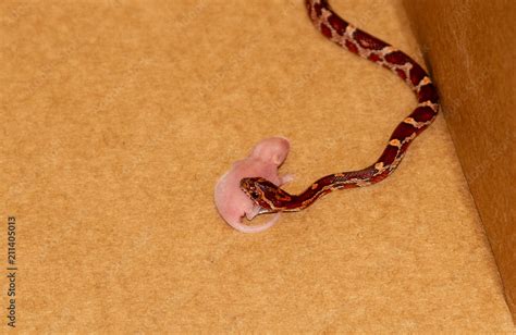 Feeding Pinky Mice to Our Baby Corn Snake