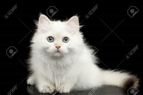 ¡Descubre la Raza de Gato Blanco con Ojos Azules Más Increíble ...