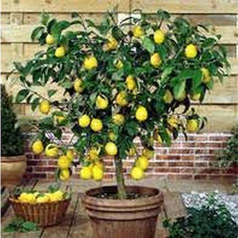 Meyer Lemon Citrus Trees Mature Perth WA