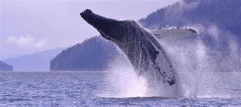 Alaska Whale Watching - Alaska Passages