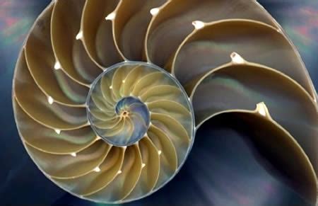 Only Fragments are Accurate: Fibonacci spiral in nature