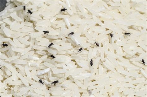 rice weevil control and treatments for the home and kitchen