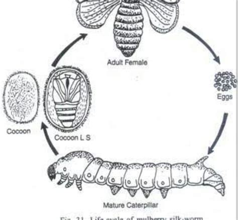 Draw A Well Labelled Diagram Of Life Cycle Of Silk Moth