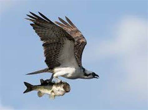 10 Interesting Osprey Facts | My Interesting Facts