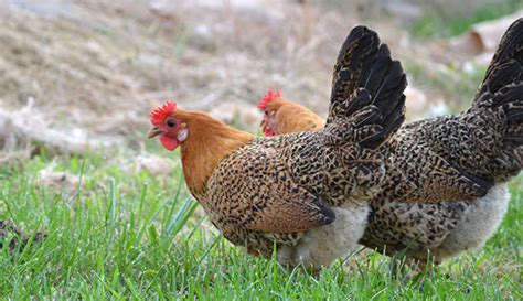 Sicilian Buttercup Chickens - Hobby Farms