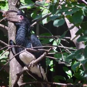 Trumpeter hornbill - Facts, Diet, Habitat & Pictures on Animalia.bio