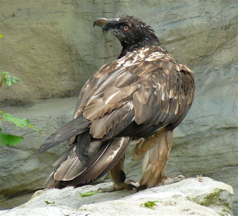 Himalayan Griffon Vulture