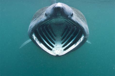 Shark alert: Beach evacuated after fin spotted off coast of Devon ...