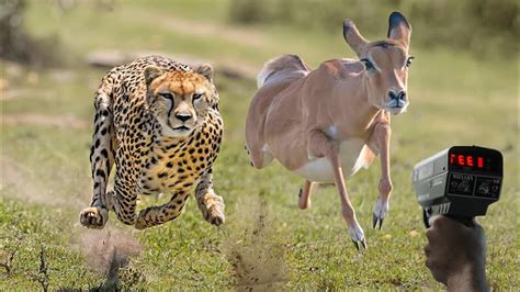 The Top 10 Fastest Animals in The World - Pro Animal Guide