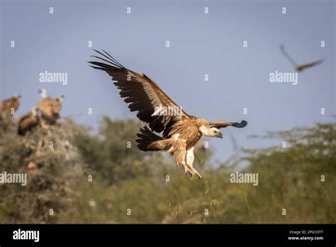 Himalayan vulture or Gyps himalayensis or Himalayan griffon vulture ...