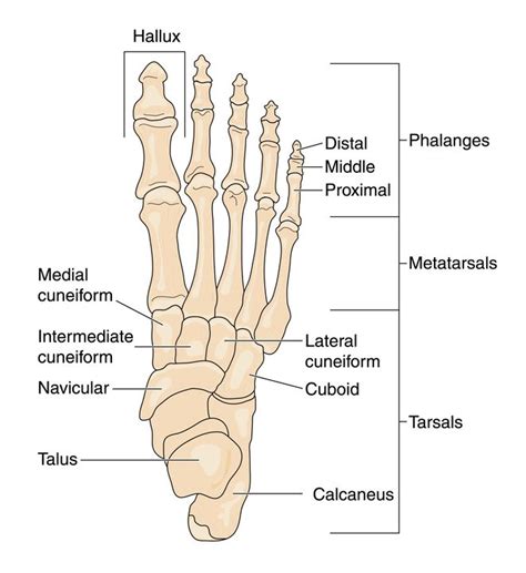 Anatomy of the Foot and Ankle by Podiatrist | Denver CO | Elite Foot ...