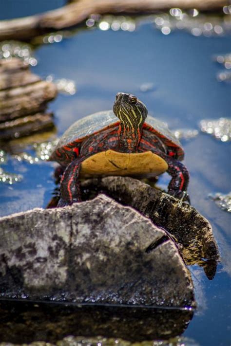 painted turtle habitat in the wild - Adequate Ejournal Sales Of Photos