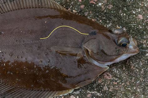 Flatfish Identification A Simplified Guide to Common Flatfish | Planet ...