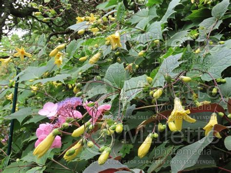 Photo of Kirengeshoma palmata (Yellow wax bells)