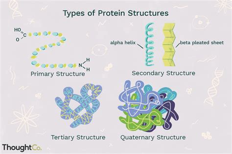 Names Of Protein Structure Diagrams Fajarv: Protein Structur