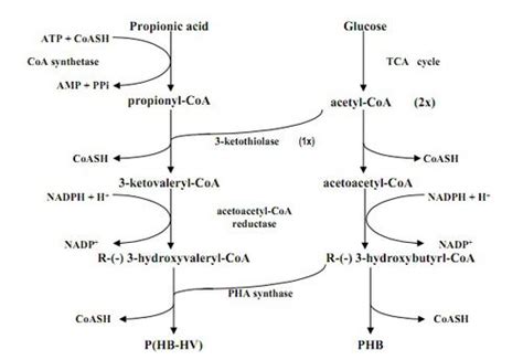 Alcaligenes Eutrophus and Its Role in Biodegradable Polymer Production ...