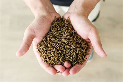 Insect farming start-up tackles feed & food crises - All About Feed