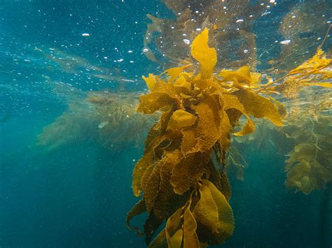 Kelp Forests: Can They Help Mitigate Climate Change?