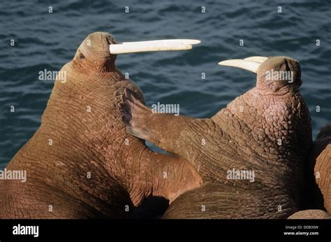 Two walrus fighting (Odobenus rosmarus). Round Island, Alaska, USA ...