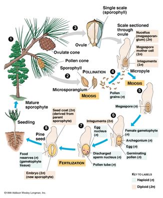 Gymnosperms & Angiosperms - Biology 11