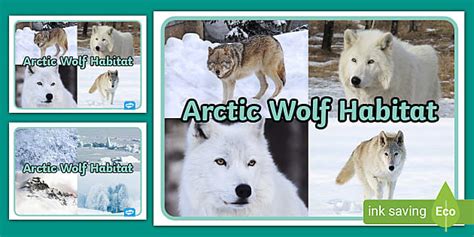 FREE! - Arctic Wolf Habitat Display Photos - Classroom display