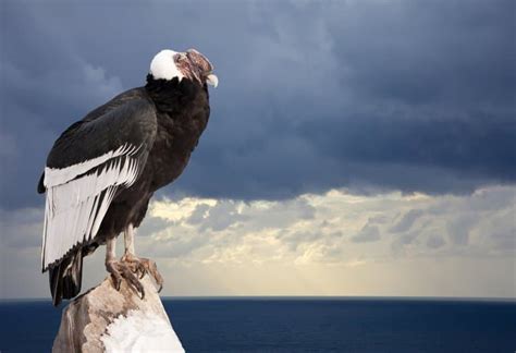 15 Astonishing Andean Condor Facts - Fact Animal