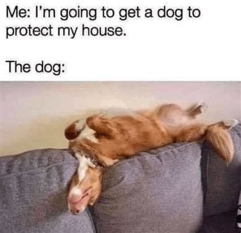 Bad Dog: The Funniest Memes of the Most Rebellious Dogs in 2022 | Bad ...