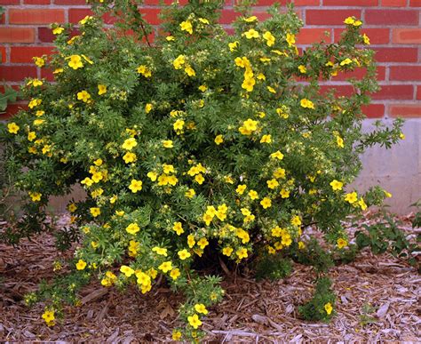 Potentilla fruticosa | Landscape Plants | Oregon State University