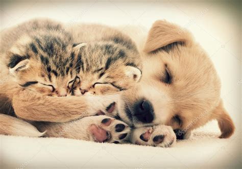 Puppy and kittens sleeping together — Stock Photo © gurinaleksandr ...