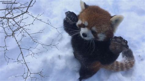 Red Pandas Are Having Snow Much Fun! Video - ABC News