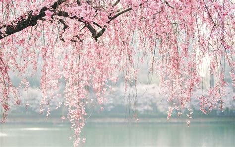 Cherry Blossom Aesthetic Wallpapers - Wallpaper Cave