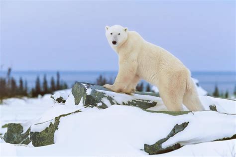 Alaska Wildlife photo gallery