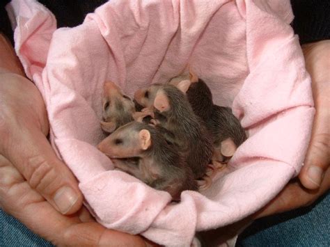 Baby possums at Outer Banks Wild Care | Baby possum, Possum, Animals