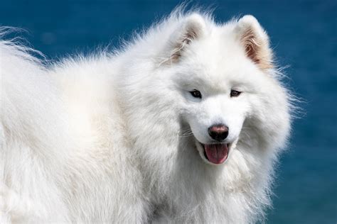 dog, fluffy, white, face, 1080P, Samoyed, look, Samoyed husky HD Wallpaper