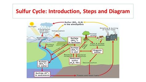 Sulfur Cycle Animation