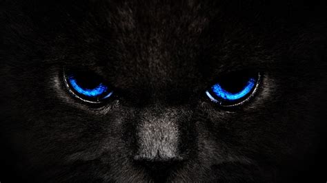 🔥 [40+] Black Cat Eyes Wallpapers | WallpaperSafari