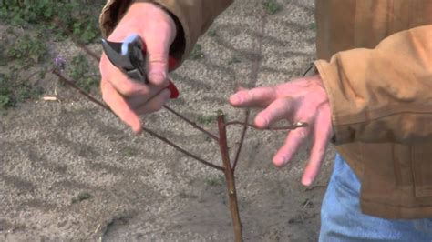 Pruning a Young Peach Tree - YouTube