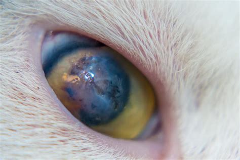 Cat's Eye Corneal Ulcer - Causes and Treatment