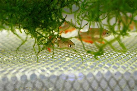 Galaxy Rasbora，Celestial Pearl Danio breeding - The Planted Tank Forum